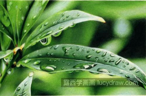 花叶上的雨滴怎么画？如何画出晶莹剔透的感觉？