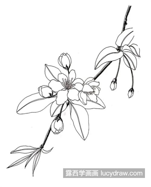 海棠树的简笔画图片