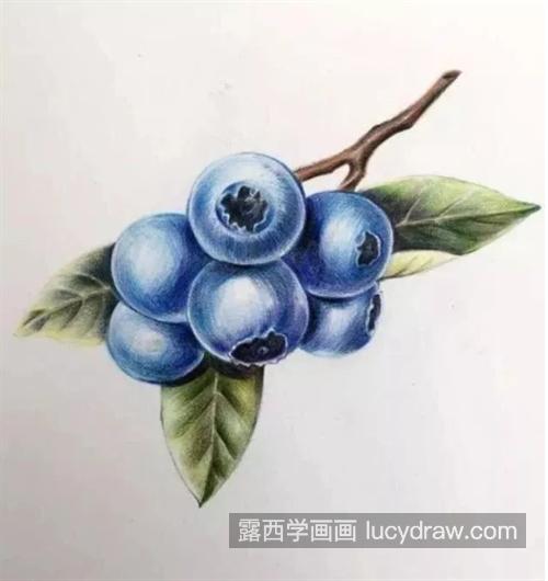 蓝莓怎么画？甸果的彩铅画教程是什么？