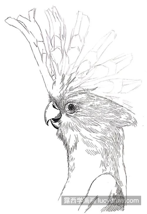 凤头鹦鹉怎么画？具体的绘画步骤有几步？