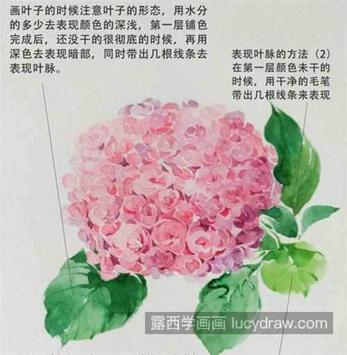 粉色绣球花怎么画？紫阳花的画法是什么？