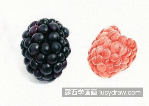 树莓怎么画？简单的彩铅画法是什么？