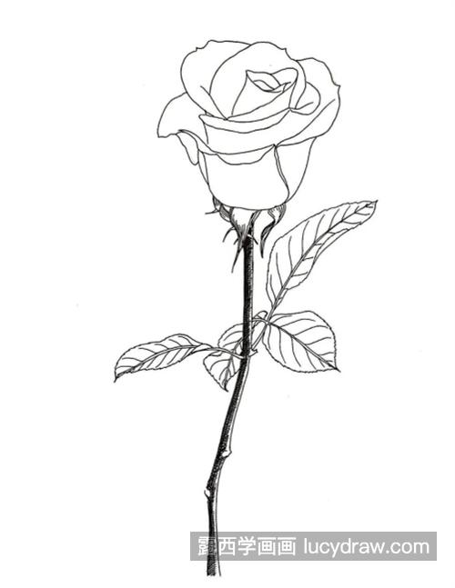 钢笔玫瑰怎么画？绘画步骤有几步？