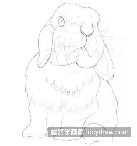 兔子怎么画？垂耳兔的步骤教程是什么？