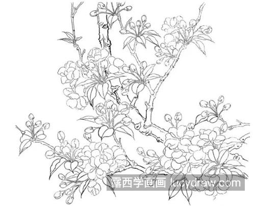 简笔画海棠树图片