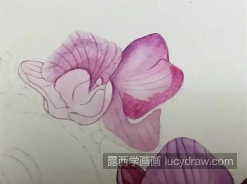 蝴蝶兰怎么画？详细的绘画过程是什么？
