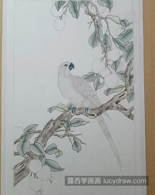 荔枝鹦鹉怎么画？绘画步骤有几步？