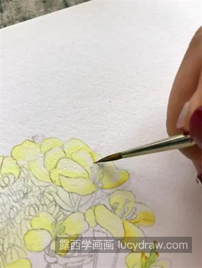菜籽花怎么画？水彩绘画流程是什么？