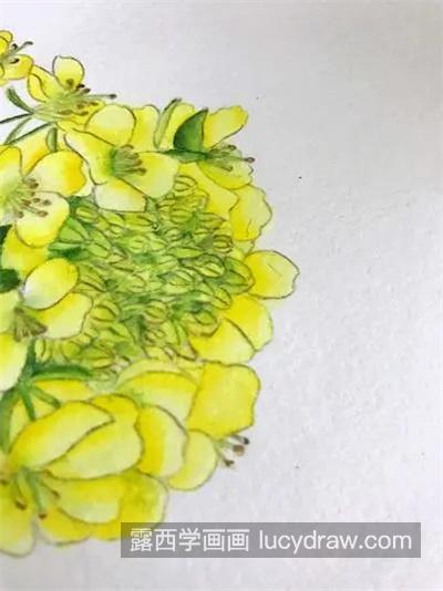 菜籽花怎么画？水彩绘画流程是什么？