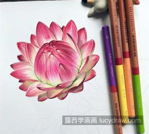 蜡菊怎么画？图文步骤有哪些？