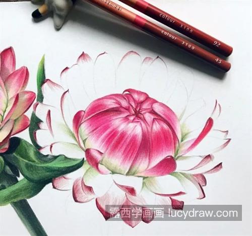 蜡菊怎么画？图文步骤有哪些？