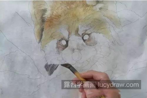 小浣熊怎么画？教你画两只工笔熊猫
