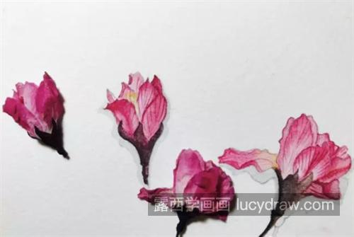 海棠花怎么画？简单的水彩画法是什么？