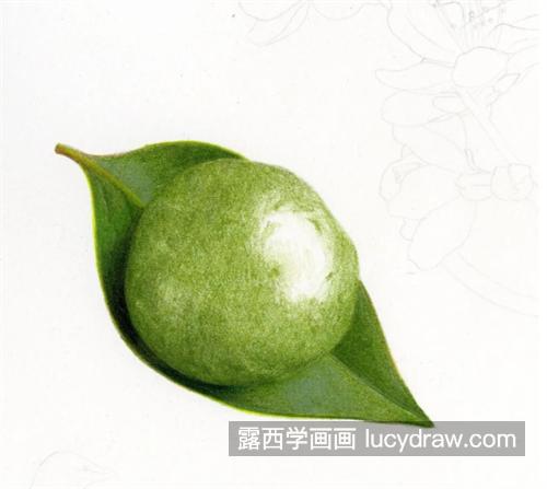 青团怎么画？杏花的彩铅画教程是什么？