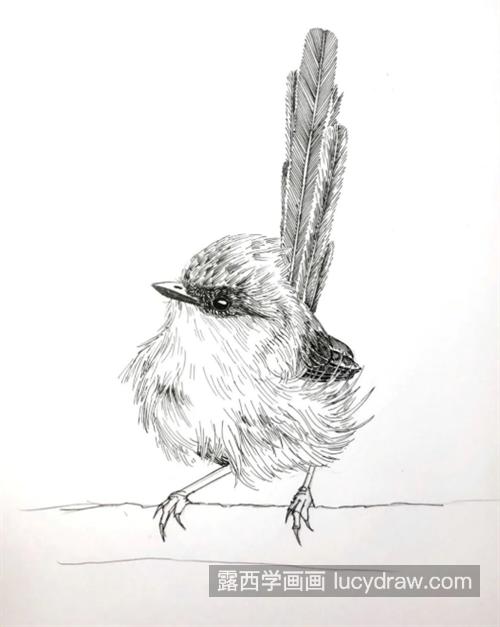 小鸟怎么画？有哪些钢笔画步骤？