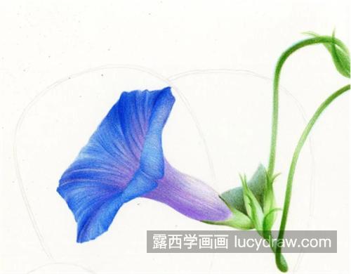 喇叭花扇子怎么画？牵牛花的绘画流程是什么？