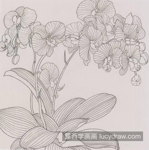 蝴蝶兰怎么画？台湾蝶兰的画法步骤有哪些？