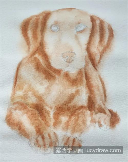 金毛犬怎么画？狗狗的绘画流程是什么？