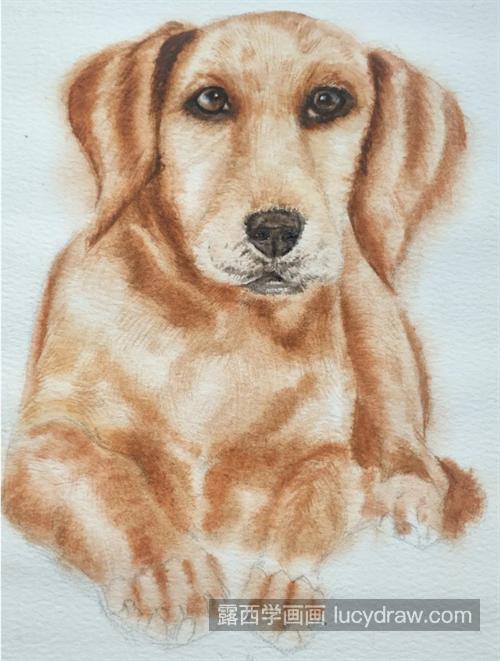 金毛犬怎么画？狗狗的绘画流程是什么？