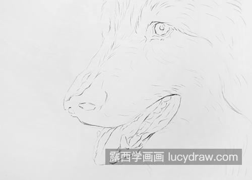 野狼怎么画？狼头的素描教程是什么？