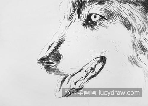 野狼怎么画？狼头的素描教程是什么？