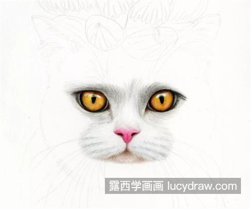 猫咪玉露怎么画？灰猫的彩铅画法是什么？