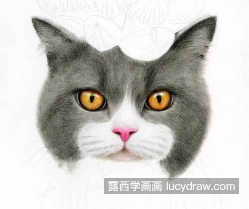 猫咪玉露怎么画？灰猫的彩铅画法是什么？