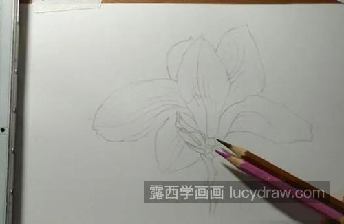紫玉兰怎么画？详细的水彩画法是什么？