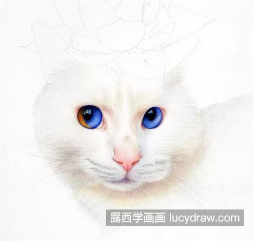 猫咪多肉怎么画？如何画白色毛发？