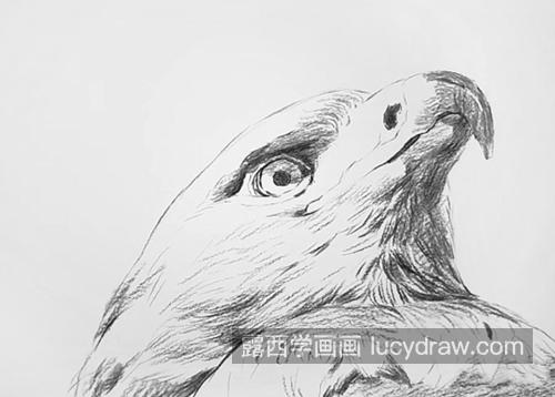 老鹰怎么画？鹰嘴的素描画法是什么？