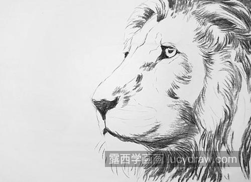 素描狮子怎么画？如何画狮子的脑袋？