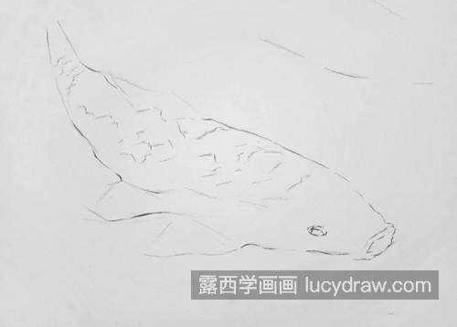 素描锦鲤怎么画？绘画步骤有几步？