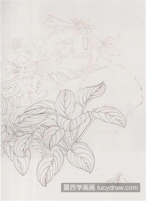 玉簪花怎么画？白萼的工笔画图示有哪些？