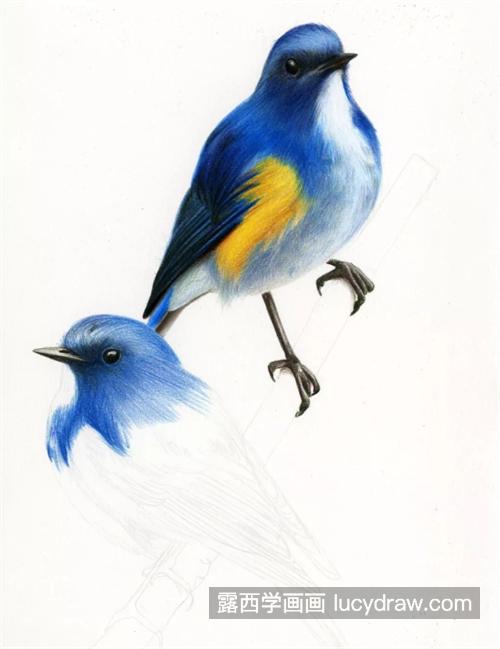 蓝色鸟儿怎么画？具体的彩铅教程是什么？