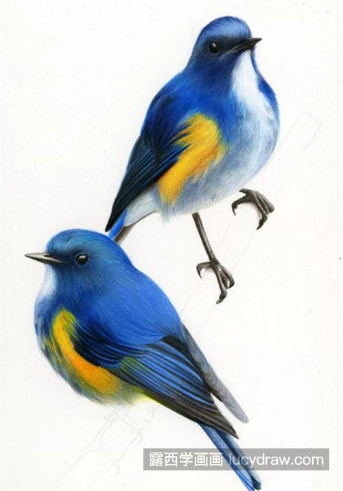 蓝色鸟儿怎么画？具体的彩铅教程是什么？