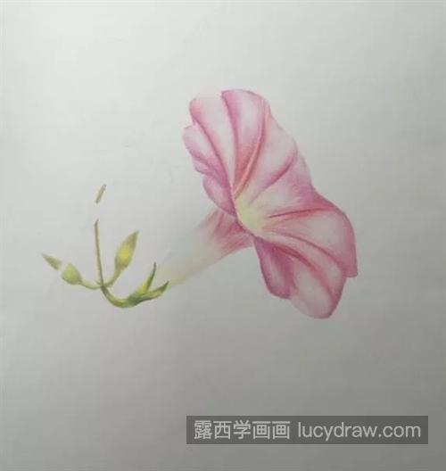 牵牛花怎么画？喇叭花的画法步骤有哪些？