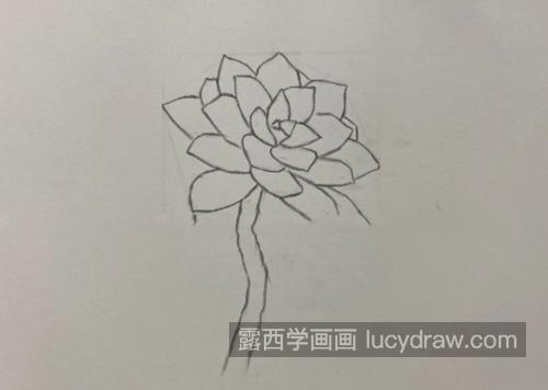 多肉怎么画？简单的素描教程是什么？