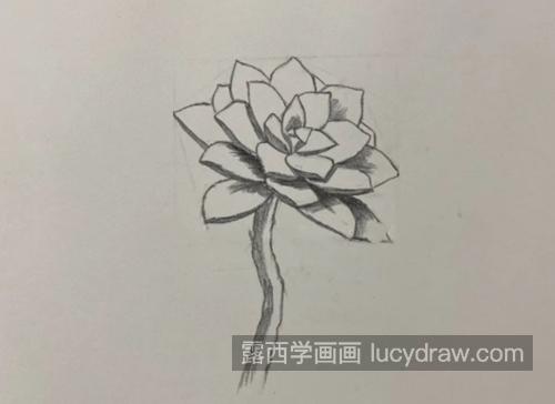 多肉怎么画？简单的素描教程是什么？