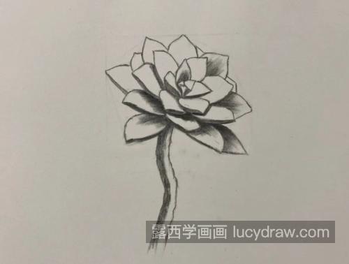 多肉怎么画？简单的素描教程是什么？