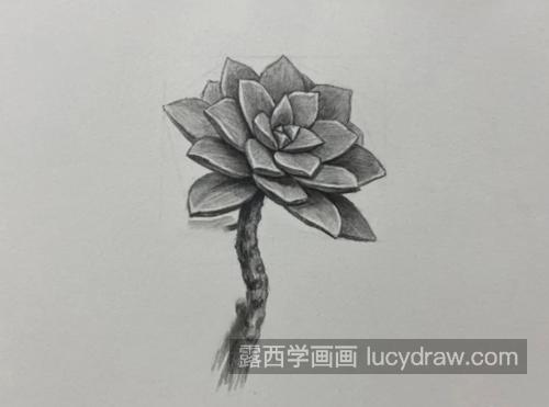 多肉怎么画？简单的素描教程是什么？