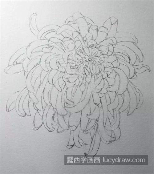 秋菊怎么画？详细的彩铅绘画过程是什么？