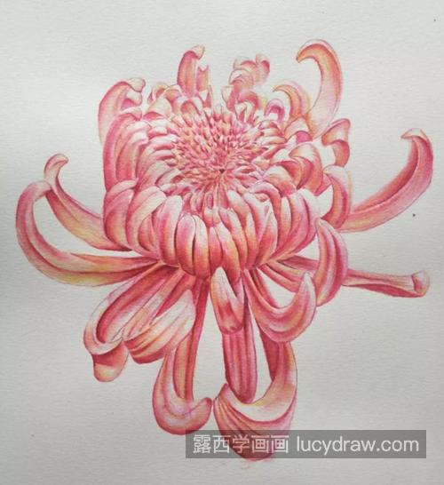 玫红色菊花怎么画？详细的水彩过程是什么？