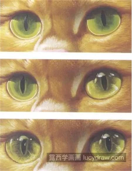 如何画好一只猫咪？具体五官的如何分解？