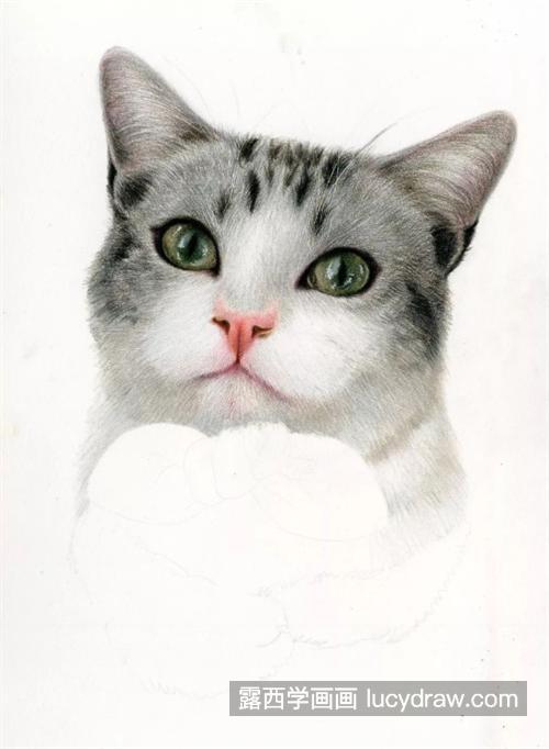 戴蝴蝶结的猫咪怎么画？有哪些绘画步骤？