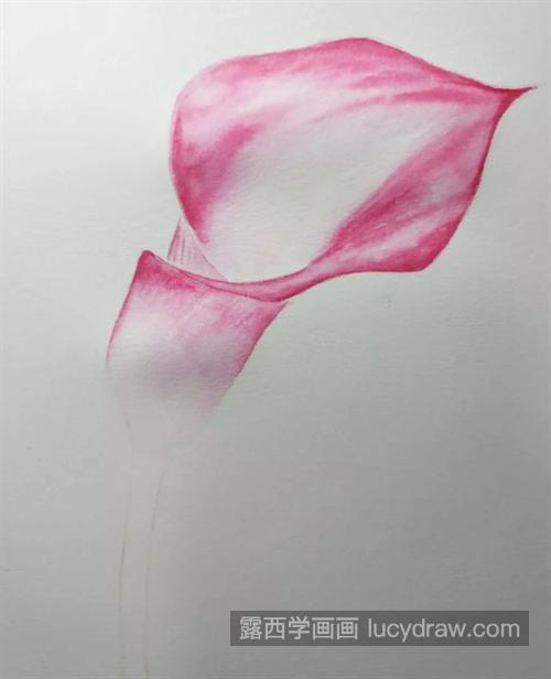 粉白色马蹄莲怎么画？如何运用渐变色？