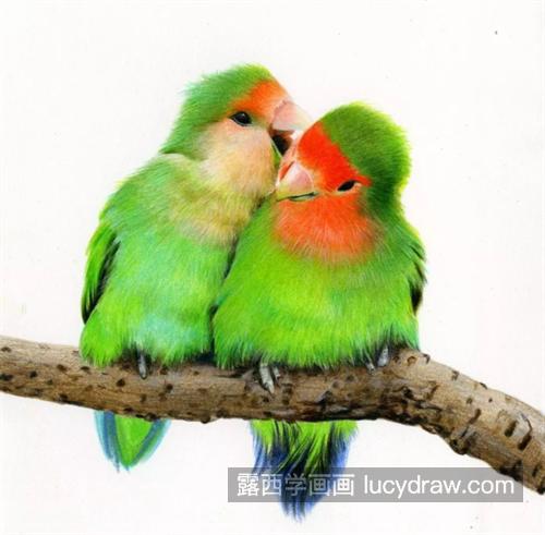窃窃私语的鹦鹉怎么画？绿鹦鹉的彩铅画法是什么？