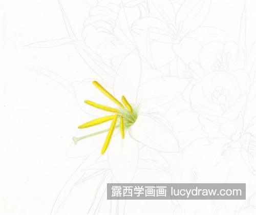 梅花鹿怎么画？具体的彩铅绘画过程是什么？