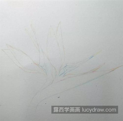 天堂鸟怎么画？鹤望兰的绘画过程是什么？