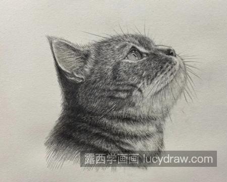 猫咪头部怎么画？如何画一只可爱的小猫？