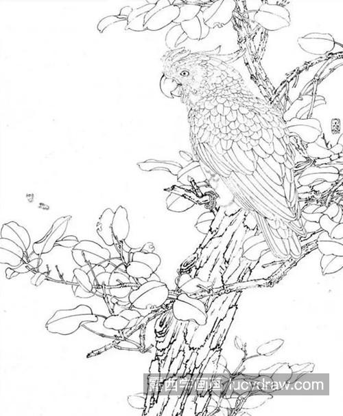 红叶鹦鹉怎么画？详细的绘画过程是什么？
